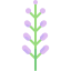Organic lavender buds